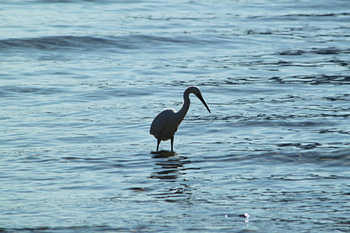 Lago