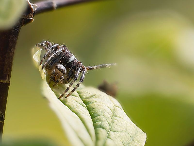 spin op blad in de zon by Raymond Schrave