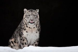 geleckt. Der Schneeleopard ist ein mächtiges und schönes Raubtier im Schnee vor einer dunklen Felshö