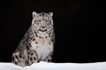 gelikt. De sneeuwluipaard is een krachtig en mooi roofdier in de sneeuw tegen een donkere rotsgrot (