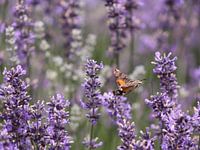 Kolibrie-vlinder in een lavendel struik in Frankrijk