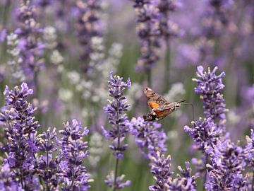 Kolibrie-vlinder in een lavendel struik in Frankrijk van Monrey