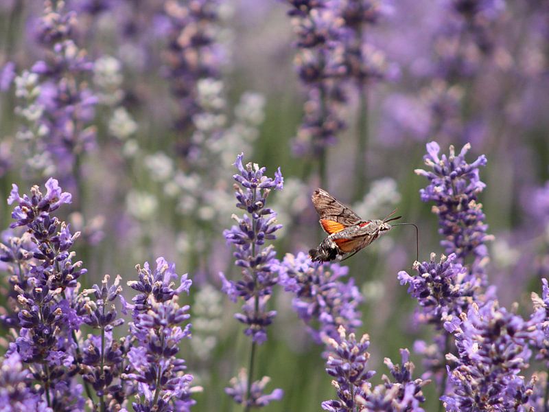 Kolibri-Schmetterling in einem Lavendelbusch in Frankreich von Monrey