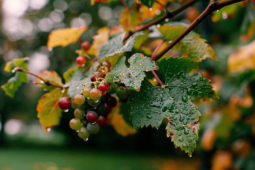 Druiventros met dauw in de herfstochtend