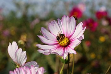 gros plan d'une abeille récoltant du miel sur une fleur rose par un jour clair et ensoleillé sur W J Kok