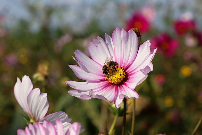 gros plan d'une abeille récoltant du miel sur une fleur rose par un jour clair et ensoleillé par W J Kok