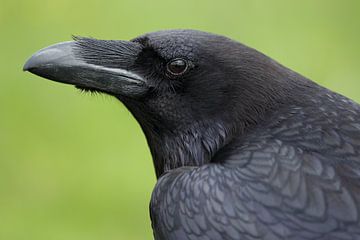 Raaf (Corvus corax) van Ronald Pol