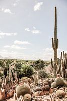 Symphonie du désert