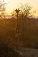 Fotos genomen tijdens onze drie weekse rondreis door Zuid-Afrika