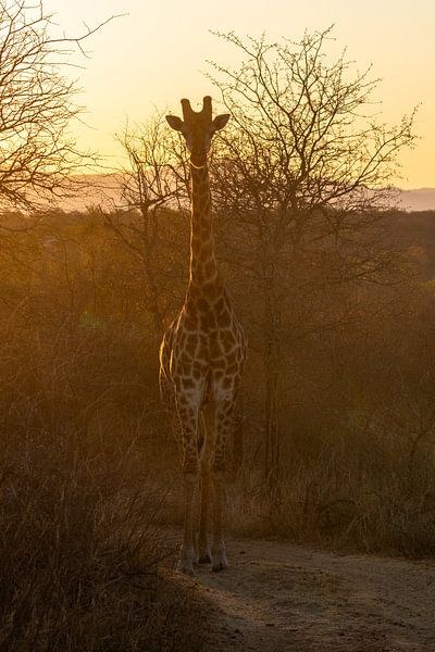 Photos taken during our three-week tour of South Africa by Robin Beukeboom