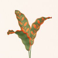 Colorful calathea (rattlesnake) lancifolia
