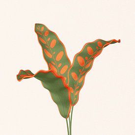 Colorful calathea (rattlesnake) lancifolia by Klaudia Kogut