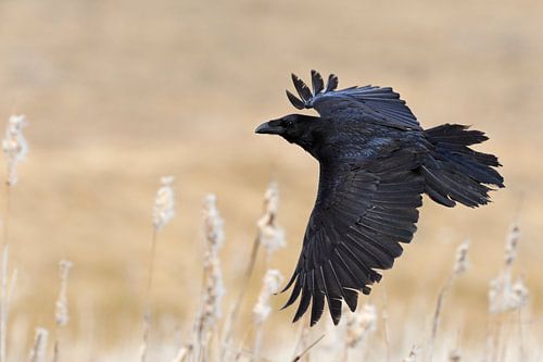 Raven ( Corvus corax ) tijdens de vlucht