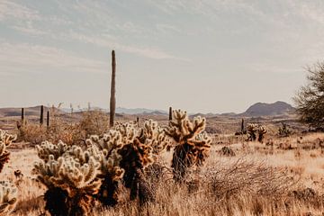 Arizona Desert Amerika