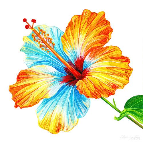 Hibiscusbloem uit serie A 01C