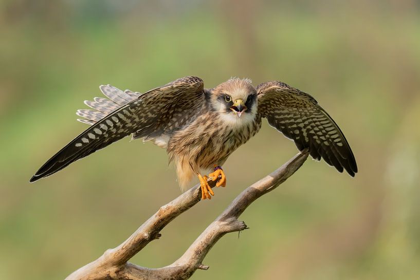 Rotfußfalke von Jan van Vreede
