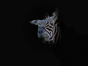 Zebra sur Liliane Jaspers