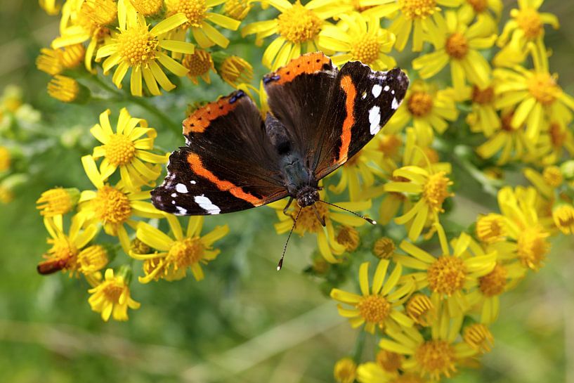 Admiraalvlinder of Vanessa atalanta op gele bloemen von W J Kok