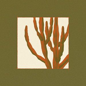 arbre à cactus (euphorbe ammak)