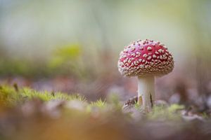 Fly agaric in the forest. von Gonnie van de Schans