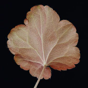 Veins - Macrofoto van een blad van Karin Bakker Fotografie