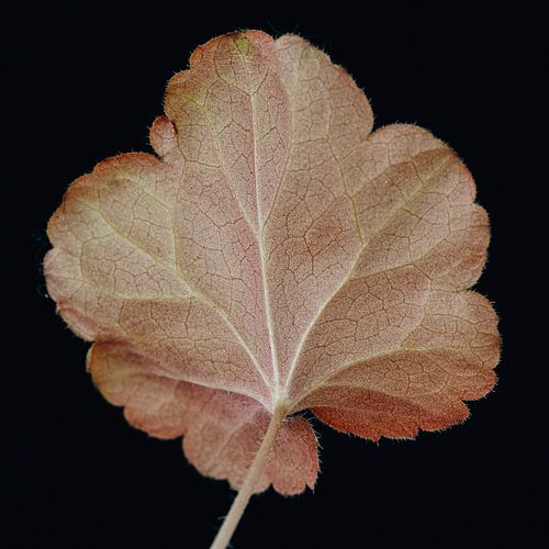 Veins