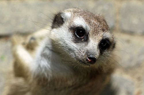 Contact met stokstaartje 