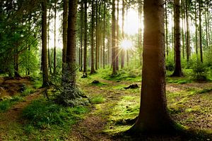 Sonnenaufgang im Wald