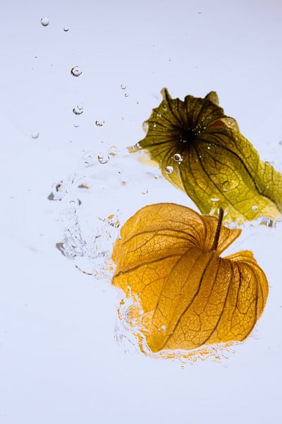 Physalis val in water 1 van Marc Heiligenstein