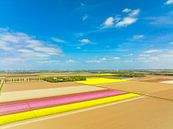 Tulpen op akkers in de lente van Sjoerd van der Wal Fotografie thumbnail
