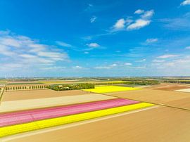 Tulips growing in agricutlural fields during springtime by Sjoerd van der Wal Photography