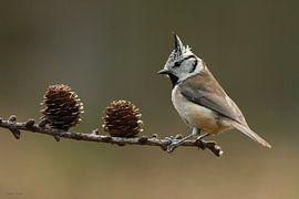 Haubenmeise von Ruben Evers