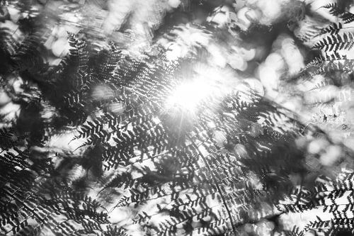 Lichtspel in het Varenwoud