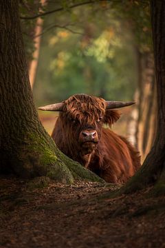 Schotse hooglander liggend tussen de bomen van John van de Gazelle fotografie