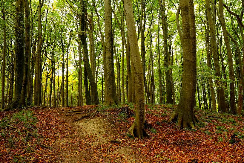 Forest by Ostsee Bilder