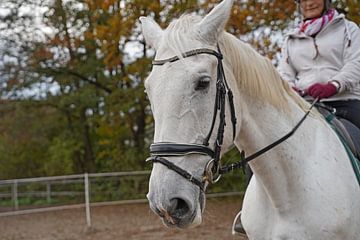 Entraînement avec le cheval blanc sur un manège en automne