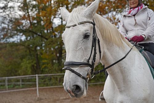 Training met het witte paard op een rijbak in de herfst