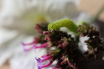 Rups op paarse vlinderstruik