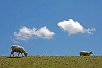 Schapen op de Waddendijk op Texel
