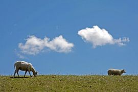 Schapen op de Waddendijk op Texel by Martin Smit