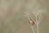 stonechat