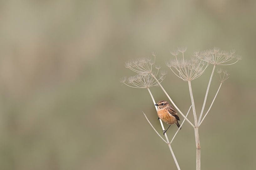 stonechat by Tim Schonk