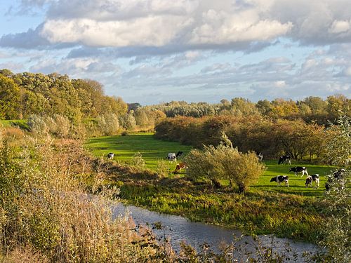 Cows in the autumn floodplain near Beesd by BHotography