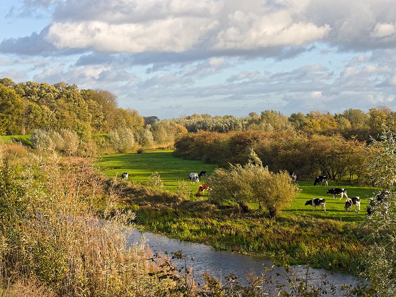 Koeien in de herfstige uiterwaarden bij Beesd van BHotography
