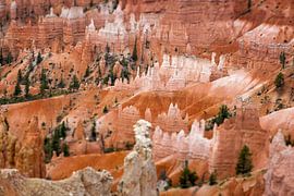 Bryce Canyon National Park, Utah, USA von Rob van Esch