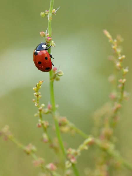 Climbing to the top 2 by Maaike Munniksma