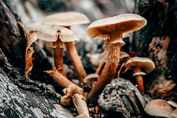 Group of Fungi 2/6 by Auke Hamers