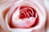 Rosa Rose von Simone Haneveer Miniaturansicht