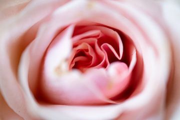 Roze roos van Simone Haneveer