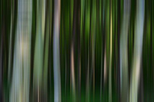 Abstract forest